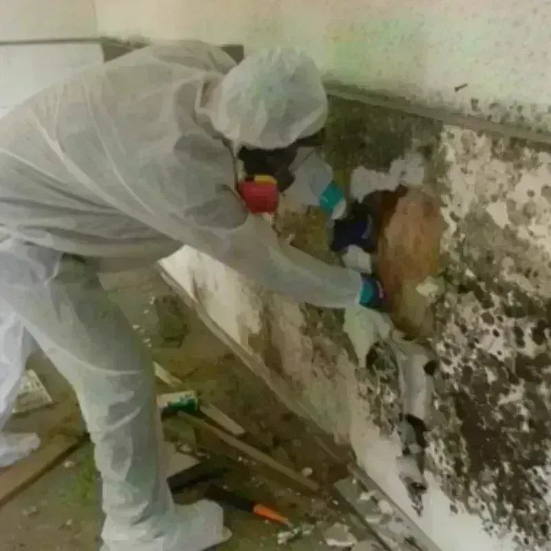 Mold Remediation and Removal in Lady Lake, FL